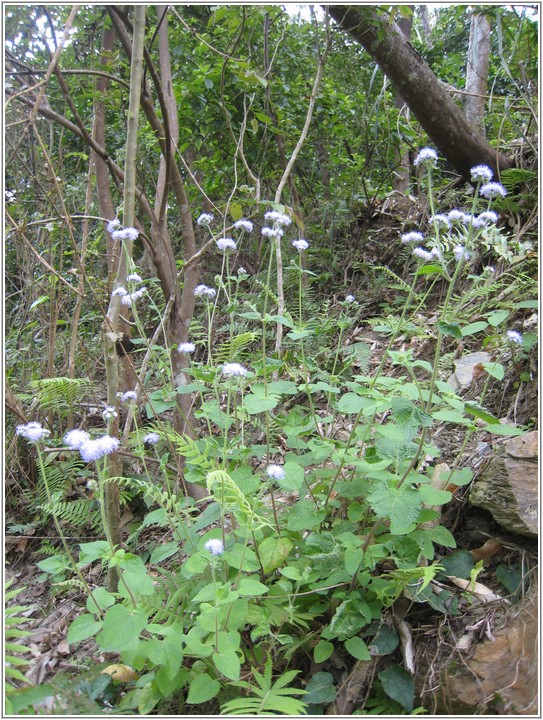 2013-03-07 13-32-25步道旁紫花藿香薊.JPG